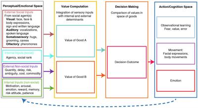 Neuronal Circuits for Social Decision-Making and Their Clinical Implications